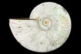 Silver Iridescent Ammonite (Cleoniceras) Fossil - Madagascar #146332-1